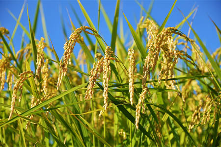 ★レビューキャンペーン開催中★令和7年産 茨城県産コシヒカリ10kg (5kg×2) ／ お米 精米 こしひかり 旨味 安心 美味しい JA茨城むつみ 茨城県 五霞町【価格改定】