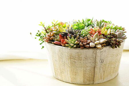 多肉植物の寄せ植え 6号鉢 _FC02