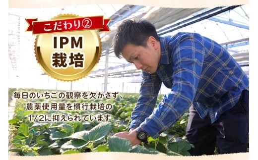 訳あり粒不揃い とちあいか 1,120g (280g×4P) 《1月～4月の期間で発送》 澳原いちご農園  | いちご 苺 イチゴ フルーツ 果物 産地直送 栃木県産 【12～4月の期間で発送】280