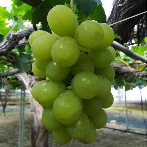 ぶどう　ロザリオビアンコ　1.5kg以上 産地直送　※2026年9月中旬～下旬頃に順次発送予定　※北海道・沖縄・離島への発送不可   | ぶどう ぶどう フルーツ