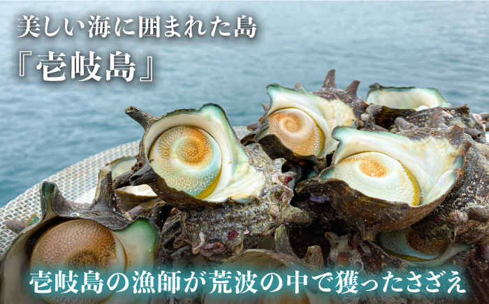 うに 壱岐産 さざえ うに 2本セット【数量限定】 《壱岐市》【長田商店】[JAO017] 15000 15000円