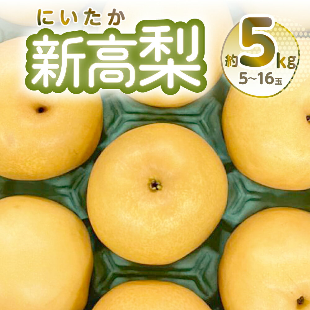 【ふるさと納税】【先行予約】新高梨 約5kg 5~16玉 梨 なし 熊本県産 季節の果物 おやつ 食後のデザート シャキシャキ しっかりした食感 大玉 秋の味覚 送料無料【2025年9月上旬より順次発送】