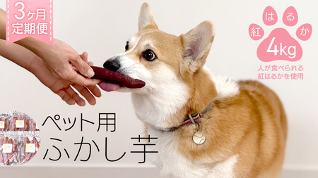 【3ヶ月定期便】動物 ペットおやつ ペット用 ふかし芋 小芋 紅はるか 芋 いも おやつ 動物 ペットフード 犬 猫 間食 ヘルシー オヤツ 4kg  [AU124ya]