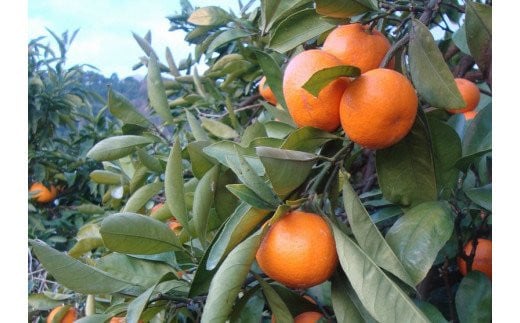 【2026年10月発送予約分】＼光センサー選別／農家直送 こだわりの有田みかん 約2kg【ご家庭用】【10月発送】みかん ミカン 有田みかん 温州みかん 柑橘 有田 和歌山 ※北海道・沖縄・離島配送不