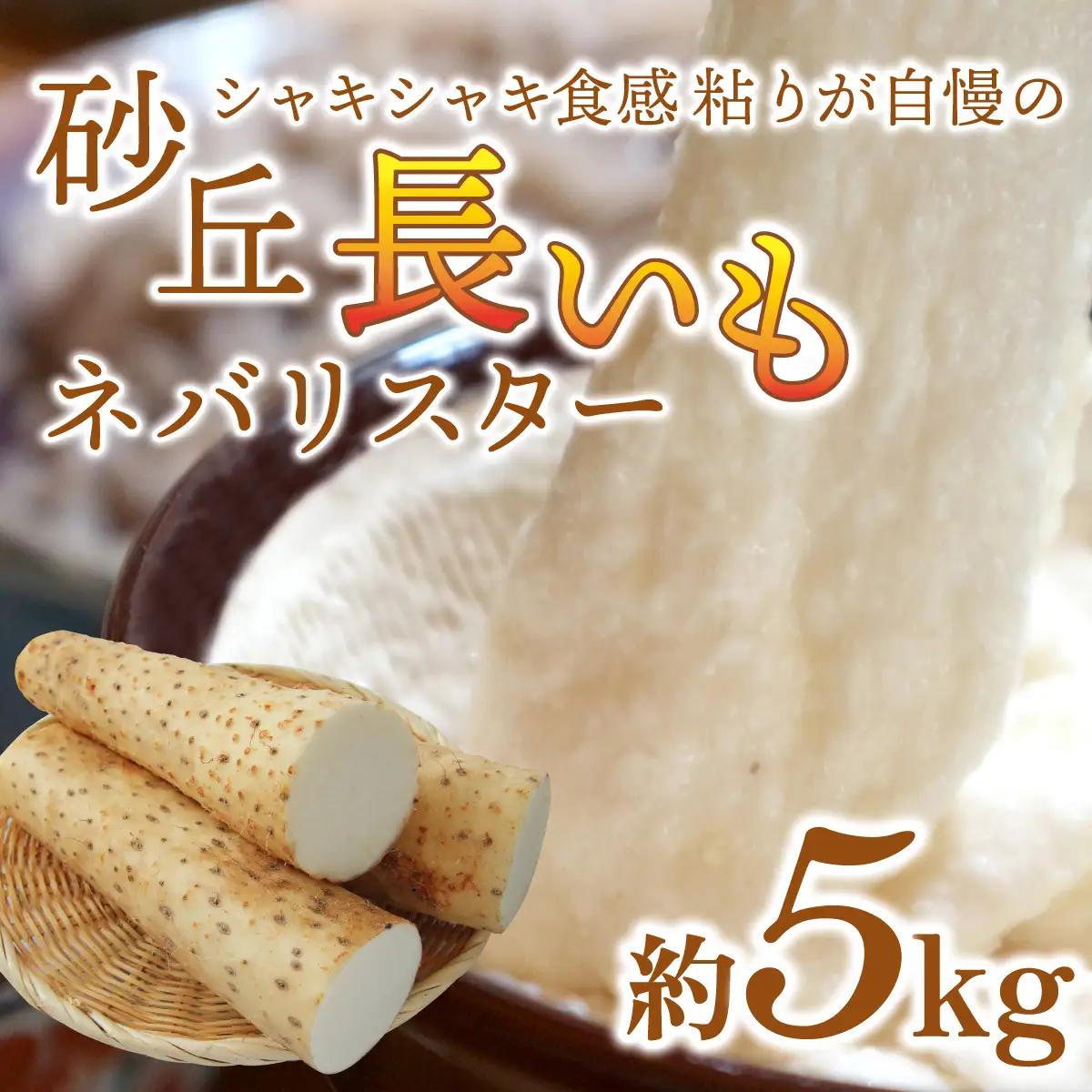 【先行予約 2026年収穫分】長いも（ネバリスター）5kg （1箱）/ 長いも