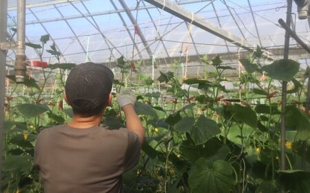 四万十市産 きゅうり 2kg 朝採れ 新鮮 野菜 やさい 高知県産 国産 胡瓜 キュウリ みずみずしい 産地直送 お取り寄せ 旬 ハウス栽培 農家直送 高知県 高知 四万十市 四万十 しまんと【発送時