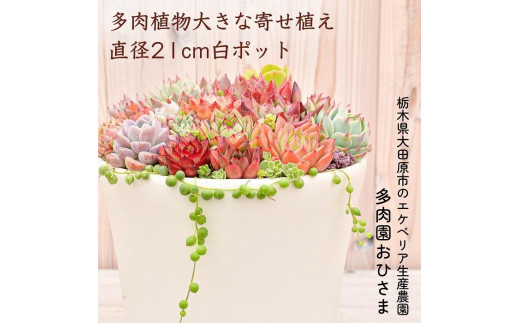 
【多肉植物】大きな寄せ植え直径21cm白ポット
