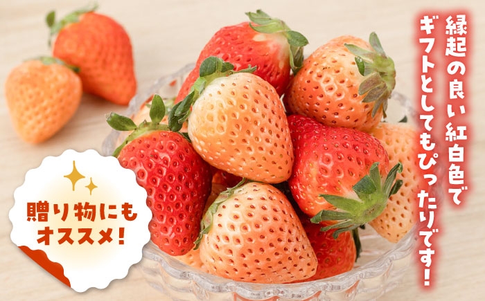 いちご 苺 イチゴ さがほのか あわゆき 淡雪  フルーツ 果物 ギフト プレゼント