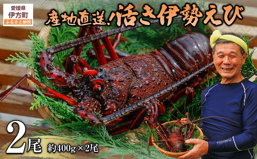 
                  【先行予約】【数量限定】産地直送！活き伊勢えび 約400g×2尾 ※北海道・東北地方・沖縄・離島への配送不可（2026年9月5日頃より順次発送）【 ふるさと納税 人気 おすすめ ランキング 伊勢海老 伊勢えび 伊勢エビ えび エビ 海老 活き伊勢エビ 活き伊勢えび 海鮮 新鮮 冷蔵 愛媛県 伊方町 送料無料 】 IKTJ015
                