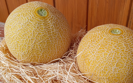 [先行予約]メロン 美土里農園の高糖度メロン ころたん 2玉（1kg×2個）| メロン メロン メロン メロン メロン