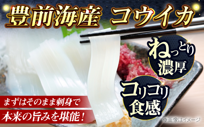 【先行予約】【2027年3月下旬以降順次発送】豊前海産「 コウイカ 」約1kg (3～5杯)《築上町》【明青丸】 [ABCB001] イカ いか 刺身 烏賊 17000円 1万7千円