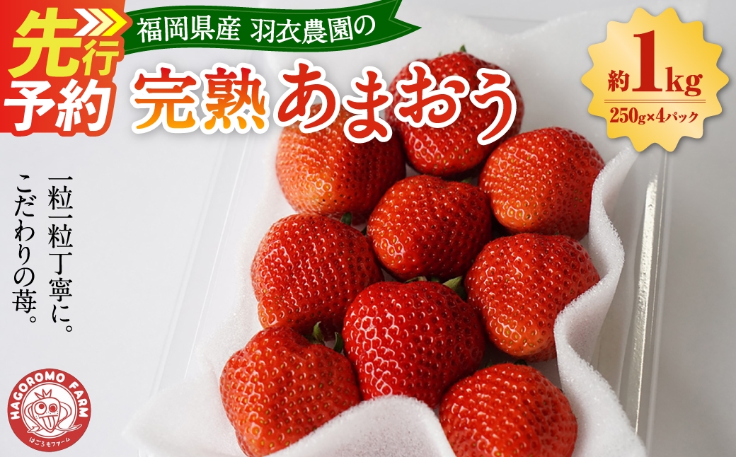 
                  【先行予約】福岡県産 羽衣農園の 完熟 あまおう 約1kg 約250g×4パック 【2025年1月下旬から4月下旬発送予定】 選べる配送月 いちご 苺 イチゴ ベリー 果物 フルーツ お取り寄せ デザート おやつ
                