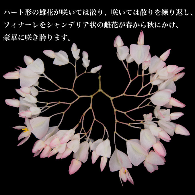 ハート形の雄花が咲いては散り、咲いては散りを繰り返し、フィナーレをシャンデリア状の雌花が春から秋にかけ、豪華に咲き誇ります。