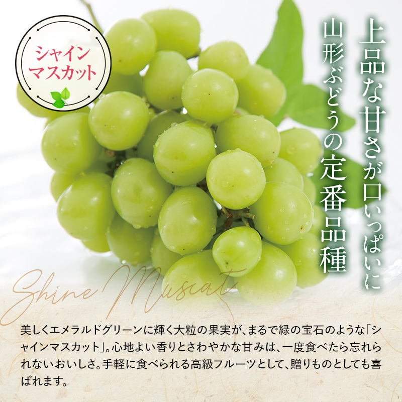 【令和7年産先行予約】 JA シャインマスカット 約1.5kg (2～3房 秀) 《令和7年9月下旬～発送》 『JA山形おきたま』 山形県 南陽市 [2054]