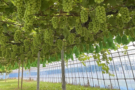 【レビューキャンペーン】【25年9月～発送】 【訳あり】 シャインマスカット1kg【先行受付】 ぶどう フルーツ 果物 ブドウ 葡萄 グレープ くだもの 産地直送