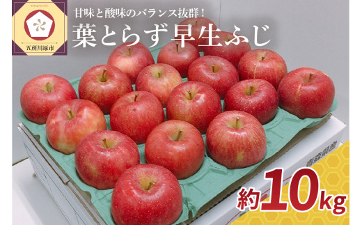 【2026年10月発送】 りんご 約10kg 葉とらず 早生ふじ 【 青森 林檎 フジ リンゴ 果物 フルーツ 】
