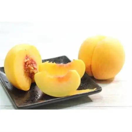 【2026年発送】フルーツ王国　長野県信州直送　黄金桃　約1.5kg(3～7玉)【配送不可地域：離島】【1576205】