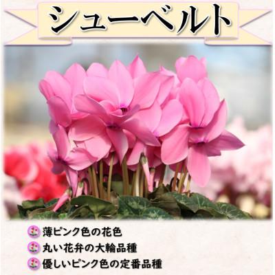 ふるさと納税 中島村 【先行予約】シクラメン6号鉢(シューベルト)　ブルーメあぶくま |  | 01