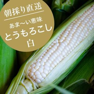 【7月上旬より順次発送】【数量限定】糖度18度の朝採りとうもろこし「恵味」《白》8本【配送不可地域：離島】【1410939】