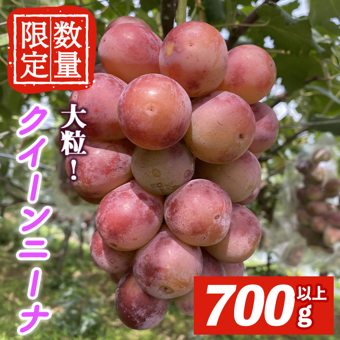 ＜先行予約受付中！2026年9月中旬以降順次発送＞ クイーンニーナ 1房 700g以上 クイーンニーナ ぶどう ブドウ 葡萄 フルーツ 果物 くだもの デザート 期間限定 先行予約 【舟ヶ作ぶどう園】【ho1724】