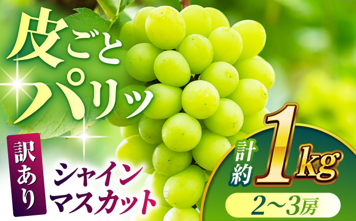 
【数量限定】【訳あり】シャインマスカット 約1kg(2～3房)【合同会社 社方園】ぶどう マスカット ますかっと しゃいんますかっと 果物 フルーツ 訳あり 季節限定 山鹿市産 熊本県産 [ZBZ028]
