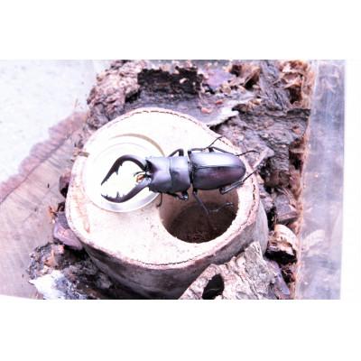 ふるさと納税 南山城村 ノコギリクワガタ(幼虫・2匹)飼育ボトル付 |  | 01