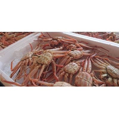 ふるさと納税 湯梨浜町 鳥取県産親ガニ〔生〕 7〜8枚セット(57M.) |  | 01