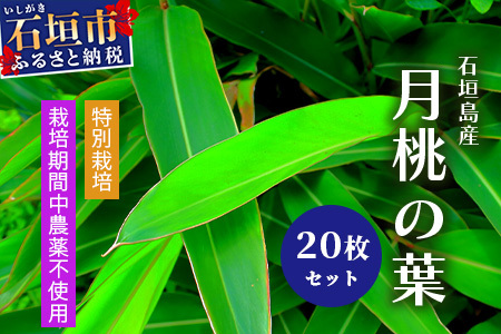 自然栽培の「月桃の葉20枚」セット（特別栽培、栽培期間中農薬不使用）【 沖縄県石垣市 沖縄 石垣 石垣島 石垣島産 月桃 葉 鑑賞 農薬不使用 化学肥料不使用 離島のいいもの 沖縄いいもの石垣島 】OI-15