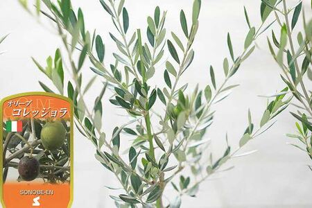 【3鉢セット】オリーブの木 品種：コレッジョラ 6号鉢 シンボルツリー_FC13 観葉植物 オリーブ 苗木 ※北海道・沖縄・離島への配送不可