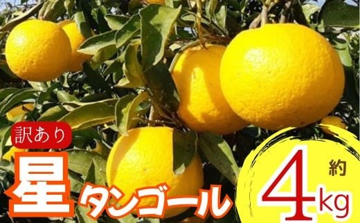 
            【先行予約】 【訳あり】 星タンゴール４ｋｇ ※4月上旬より出荷開始予定 みかん 柑橘 ミカン オレンジ おれんじ フルーツ 果物 果汁 高知県 高知県室戸市 人気 おすすめ くだもの サマー清見 ジューシー 甘味 酸味 産地直送 農家直送 数量限定
          