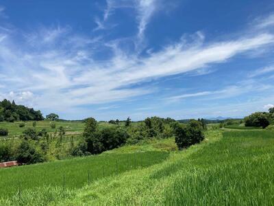 米粒が光る近江棚田米 特別栽培米 滋賀県大津産 コシヒカリ 白米5kg