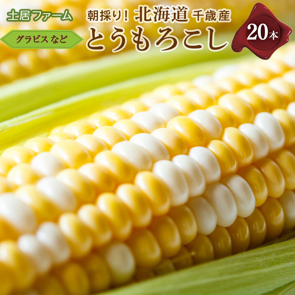 【ふるさと納税】 2026年夏発送 とうもろこし 20本セット【土居ファーム】 野菜 とうもろこし【北海道千歳市】ギフト ふるさと納税