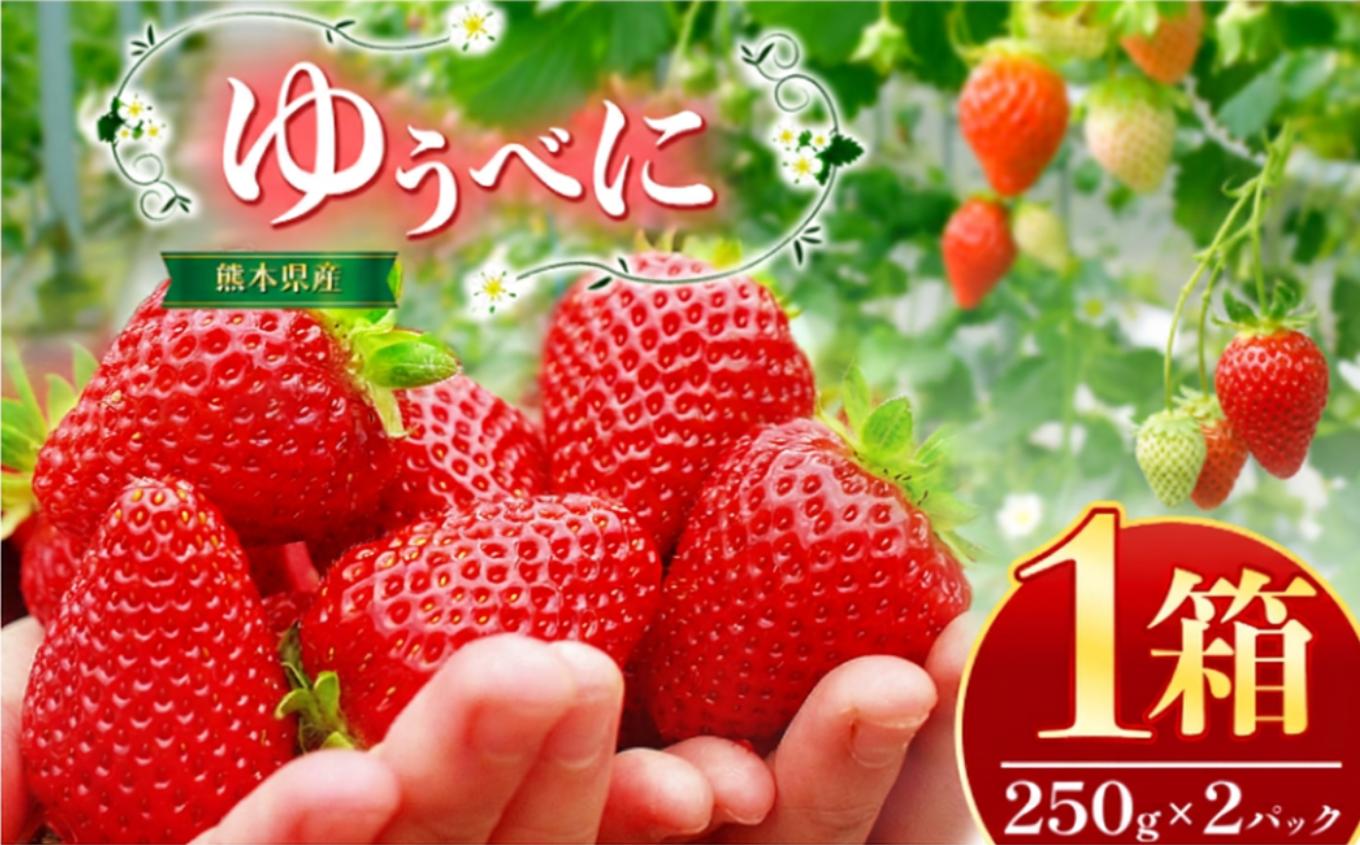 
                  熊本県産 イチゴ 「 ゆうべに 」 1箱（250g入り×2パック） | フルーツ 果物 くだもの いちご 苺 500g 熊本県 玉名市
                