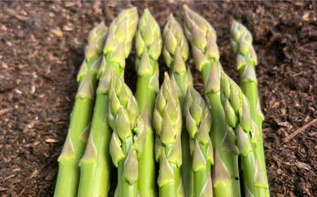壱岐産 訳アリ アスパラガス1kg≪壱岐市≫【アスパラガス専門やまかわ屋】国産 冷蔵配送 産地直送 新鮮[JGZ001]