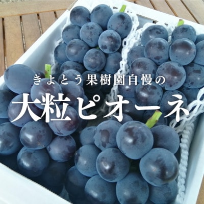 【きよとうファーム】ピオーネ 上級品3-5房入/計2kg～(岡山県産)【配送不可地域：離島】