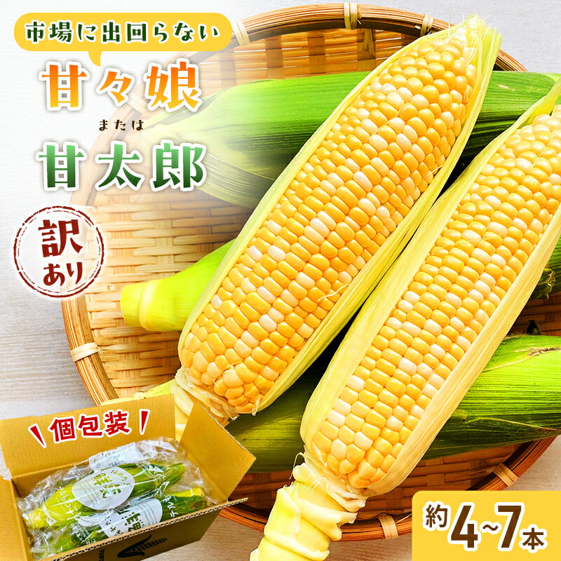 【ふるさと納税】【2027年6月中旬頃より順次発送】 訳あり とうもろこし 先行予約 甘々娘 または 甘太郎 約4本～7本 家庭用 テルもろこし 先端カット済 個包装 レンジ調理 レンチン 旬 冷蔵配送 静岡 浜松市【配送不可：離島】　お届け：2027年6月中旬～2027年8月上旬予定