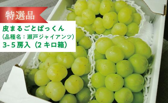 
                  【特選品】瀬戸ジャイアンツ3-5房/計2.0kg~ (岡山県産)【KF-B048-01】
                