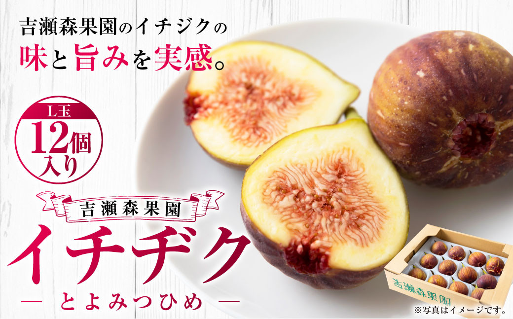 
            【先行予約】 吉瀬森果園 イチジク （とよみつひめ） L玉 12個入り 【2025年8月中旬から9月下旬 出荷予定】 いちじく 果物 くだもの フルーツ 果実 オリジナル品種 ハウス栽培 ゆりかーご お取り寄せ 福岡県 うきは市
          