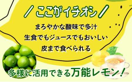 【2024年発送】まろやか多汁マイヤーレモン （島レモン）約2kg