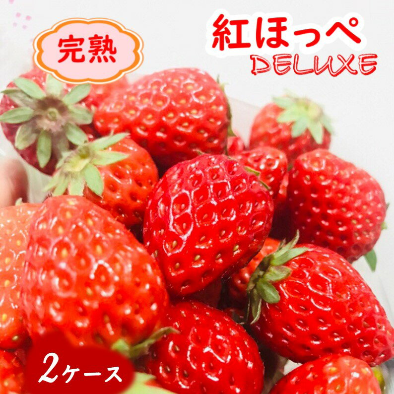 【ふるさと納税】いちご 紅ほっぺ 8～15粒 2箱 完熟いちご 甘い 美味しい おすすめ 高級 ストロベリー 苺 イチゴ フルーツ 果物 高級 贈答用 ギフト プレゼント 贈り物