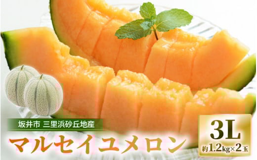 【先行予約】 坂井市三里浜砂丘地産 マルセイユメロン 2玉（1玉 約1.2kg前後） 【2026年6月中旬以降順次発送予定】 【メロン めろん フルーツ デザート 果物 くだもの 果実 赤肉 糖度 甘い ジューシー お取り寄せ グルメ 産地直送 】 [A-19001]
