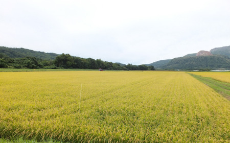 【令和7年産 6ヶ月定期配送】（無洗米5kg）ホクレンゆめぴりか SBTD060