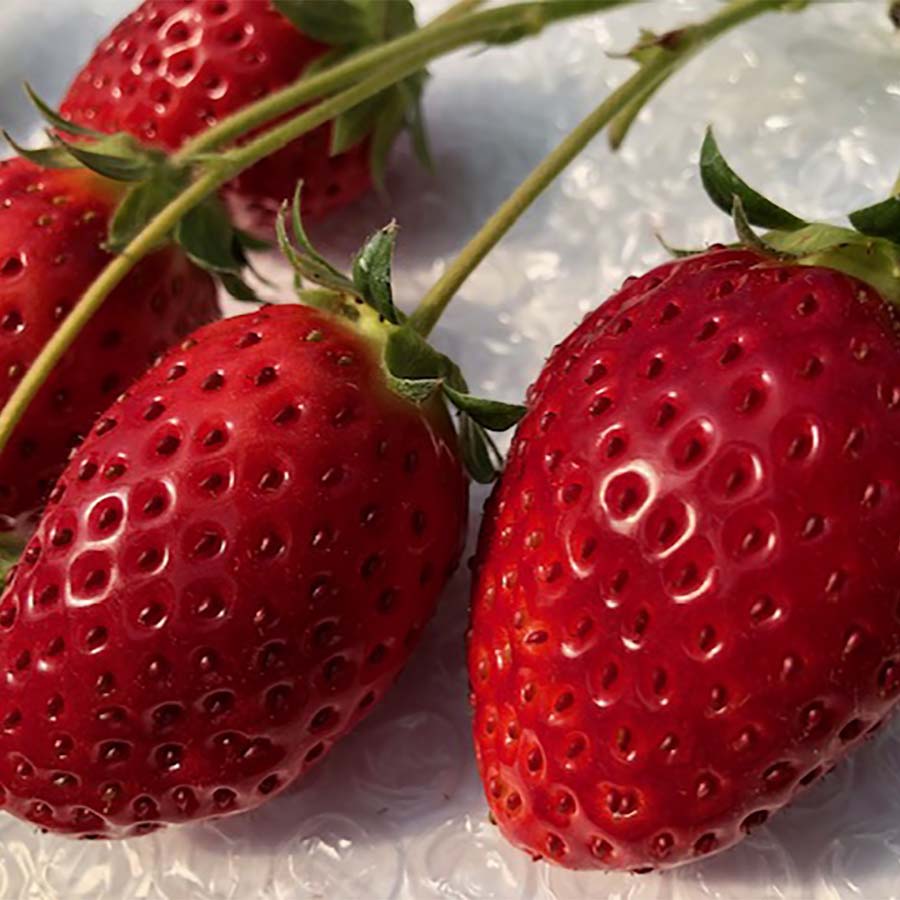 肥後こまち（いちご） 400g