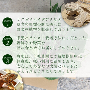 【爬虫類用】 季節の葉っぱ詰め合わせ セット 約 1.8kg 80サイズ ( 草食 雑食 爬虫類 ペットフード ペット リクガメ カメ イグアナ 動物 ごはん ご飯 おやつ 野菜 葉 葉野菜 旬 栄養