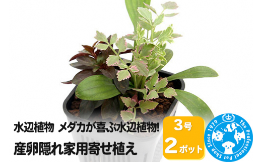 
水辺植物 メダカが喜ぶ水辺植物!産卵隠れ家用寄せ植え 3号( 2ポット
