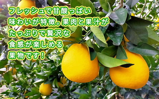 【先行予約】 ジューシーオレンジ 約4.5kg みかん ミカン オレンジ 蜜柑 果物 柑橘 河内晩柑 フルーツ くだもの 熊本 九州産 甘い ビタミンC グレープフルーツ 家庭用 自宅用 国産 くまふ