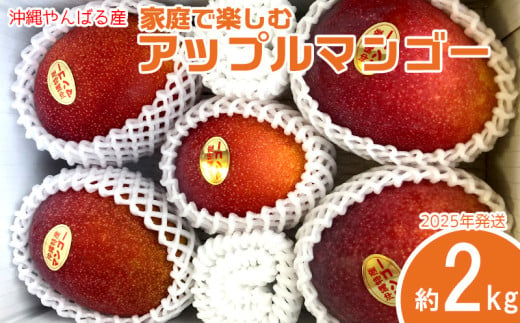 2025年発送【沖縄やんばる産】約2kg　家庭で楽しむアップルマンゴー （Ms mango farm） 南国 南国フルーツ 先行予約 期間限定 沖縄 甘味 糖度 フルーツ 果物 果実 プレゼント ギフト トロピカル 数量限定 予約 おすすめ くだもの 太陽 やんばる 自然