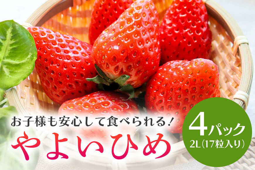 
【数量限定・先行予約】 やよいひめ 2L（17粒入り）×4パック 1kg以上 いちご イチゴ 苺 フルーツ 果物 くだもの ＜2025年1～3月発送予定＞ （茨城県共通返礼品 石岡市） 71-A
