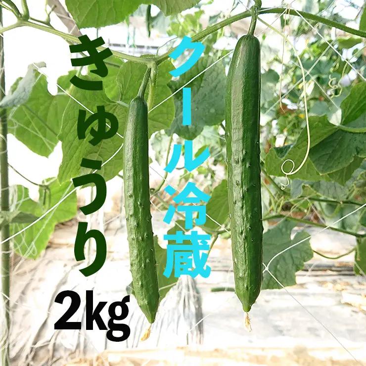 【クール冷蔵】新鮮きゅうり2kg【特別栽培農産物】 きゅうり