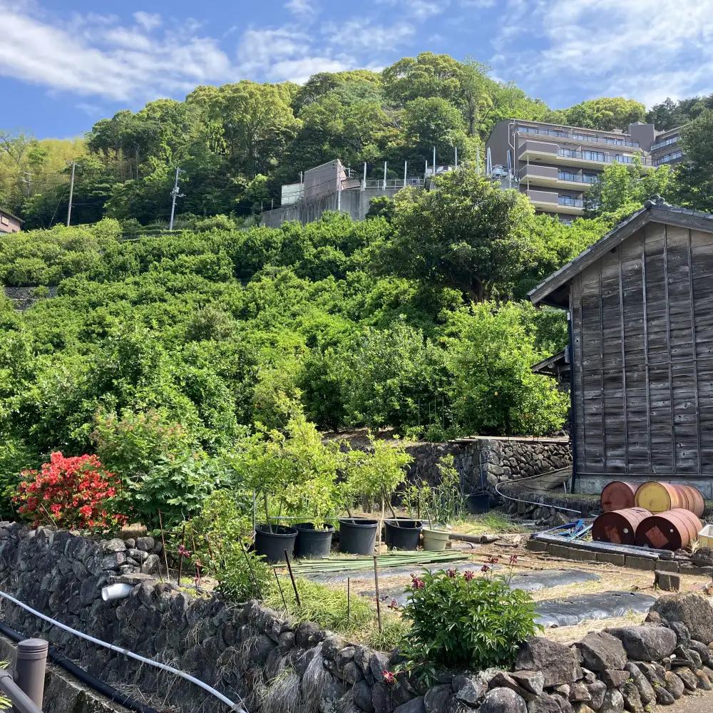宮川早生みかん 10kg
